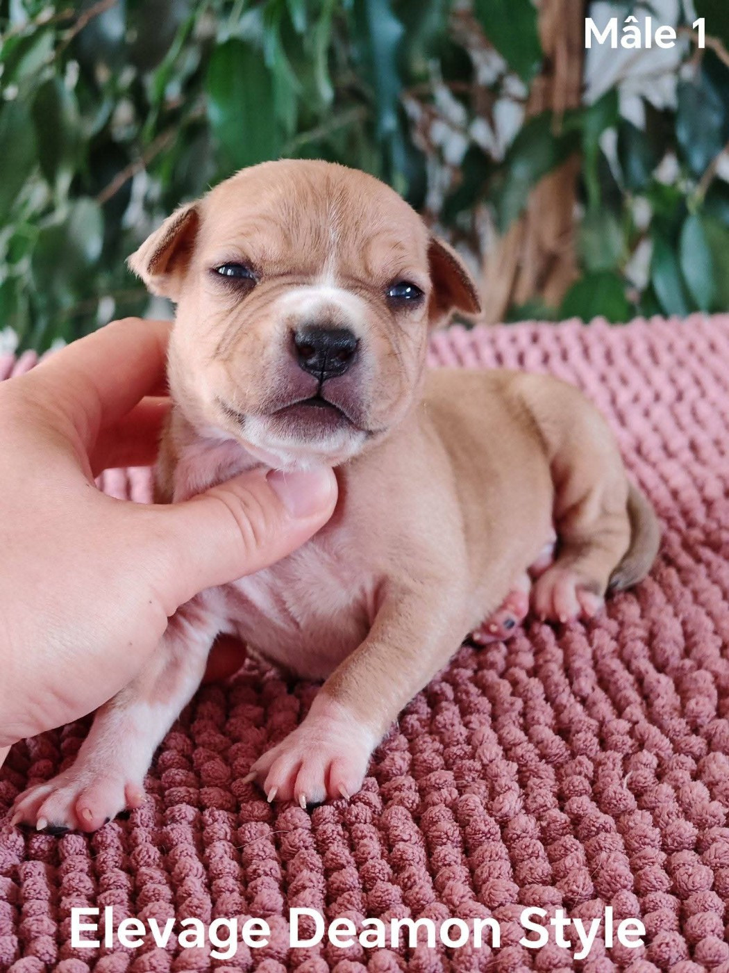 Deamon Style - Chiots disponibles - American Staffordshire Terrier