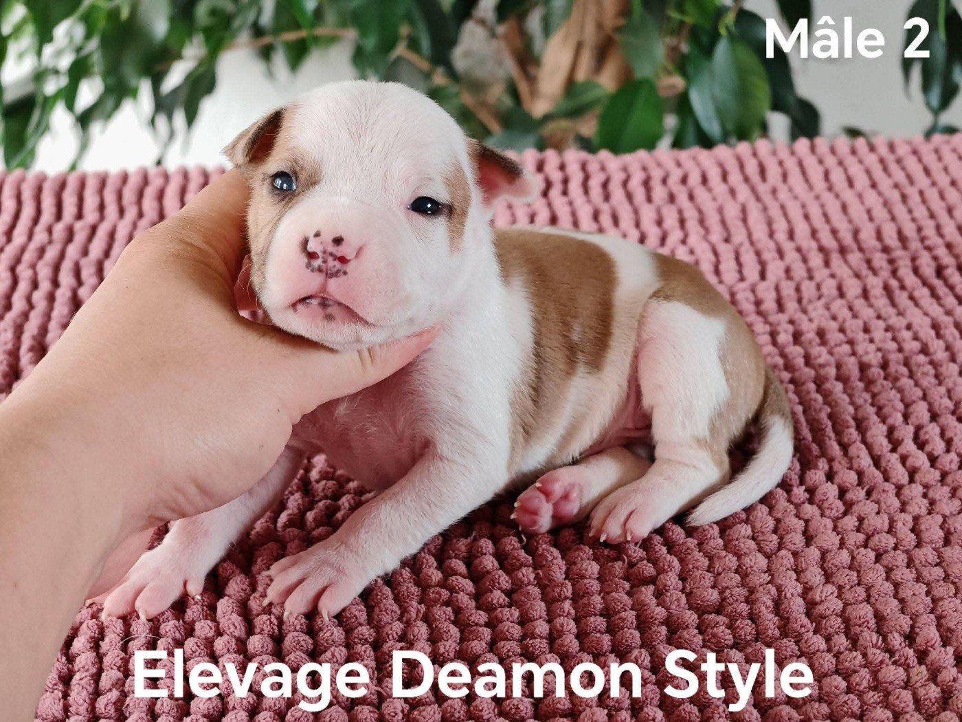 Deamon Style - Chiots disponibles - American Staffordshire Terrier