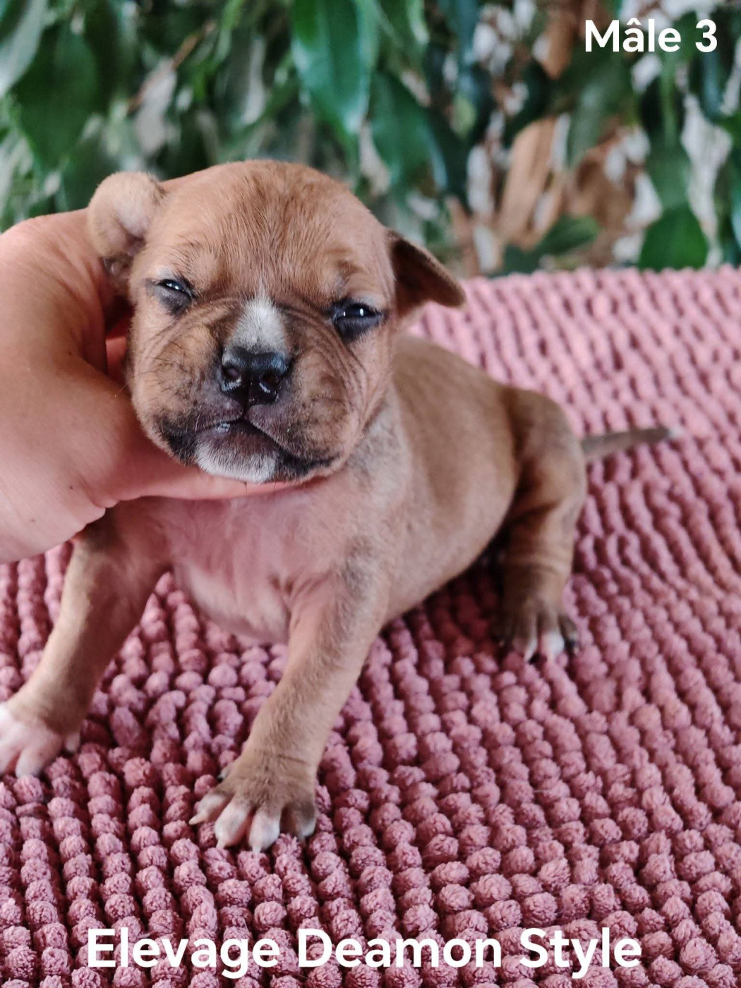 Deamon Style - Chiots disponibles - American Staffordshire Terrier