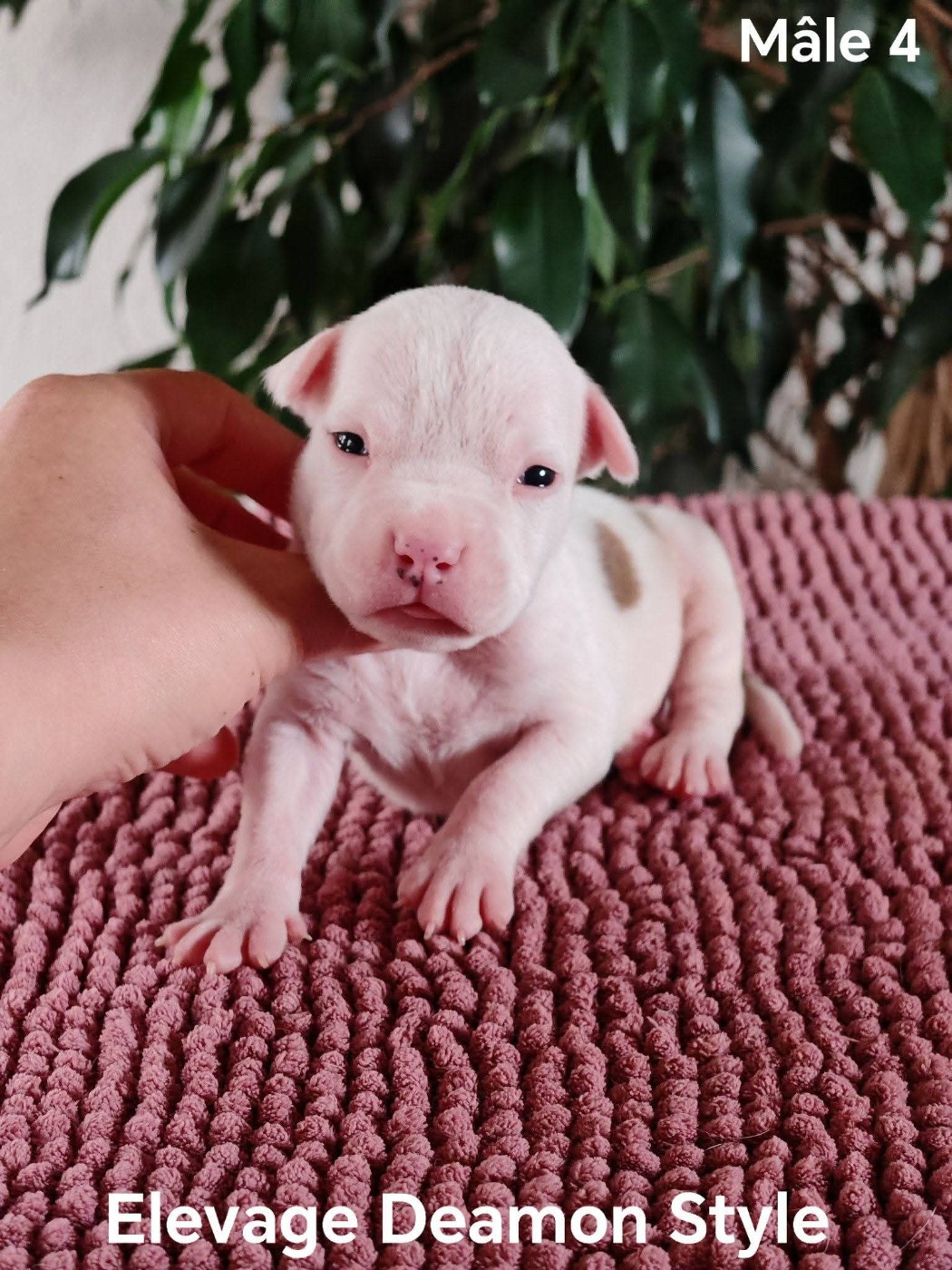 Deamon Style - Chiots disponibles - American Staffordshire Terrier