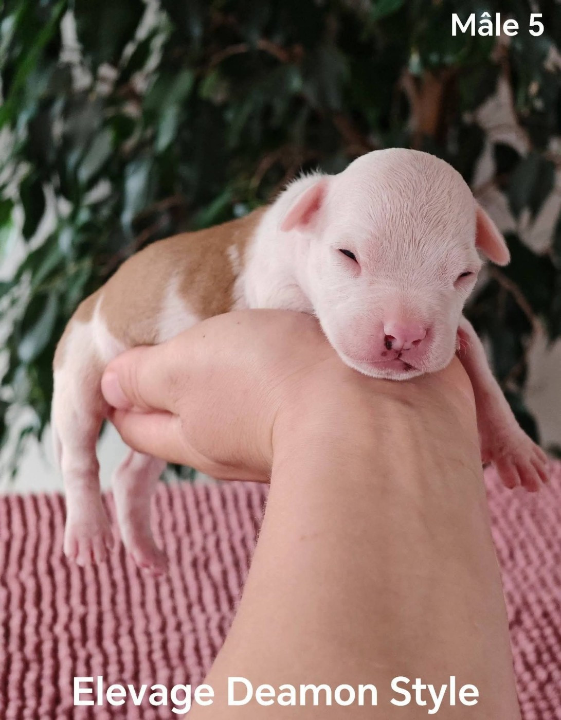 Deamon Style - Chiots disponibles - American Staffordshire Terrier