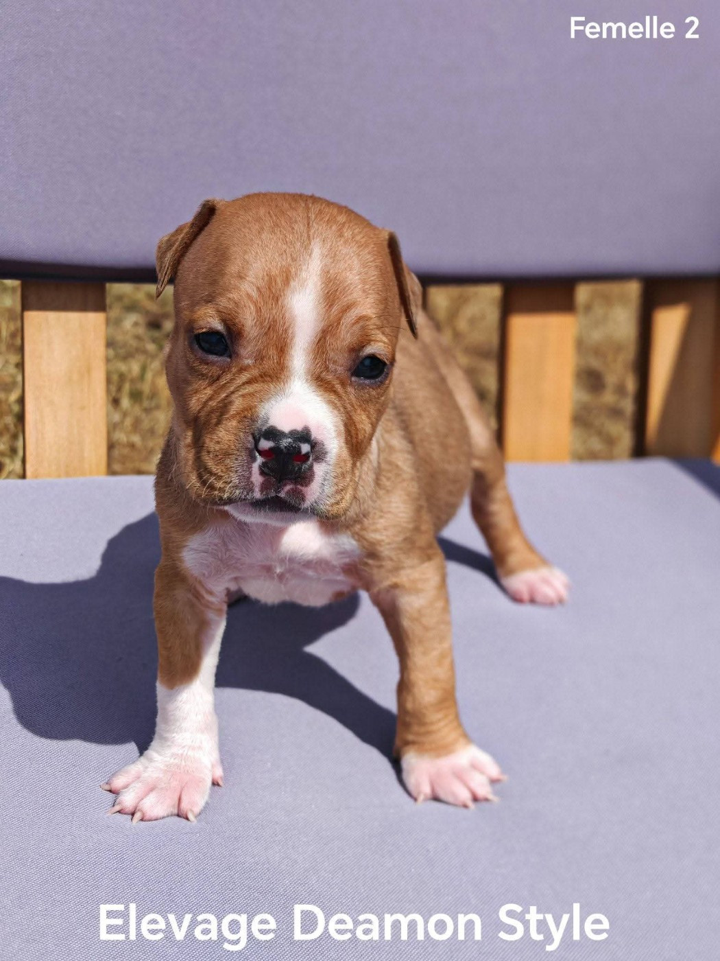 Deamon Style - Chiots disponibles - American Staffordshire Terrier