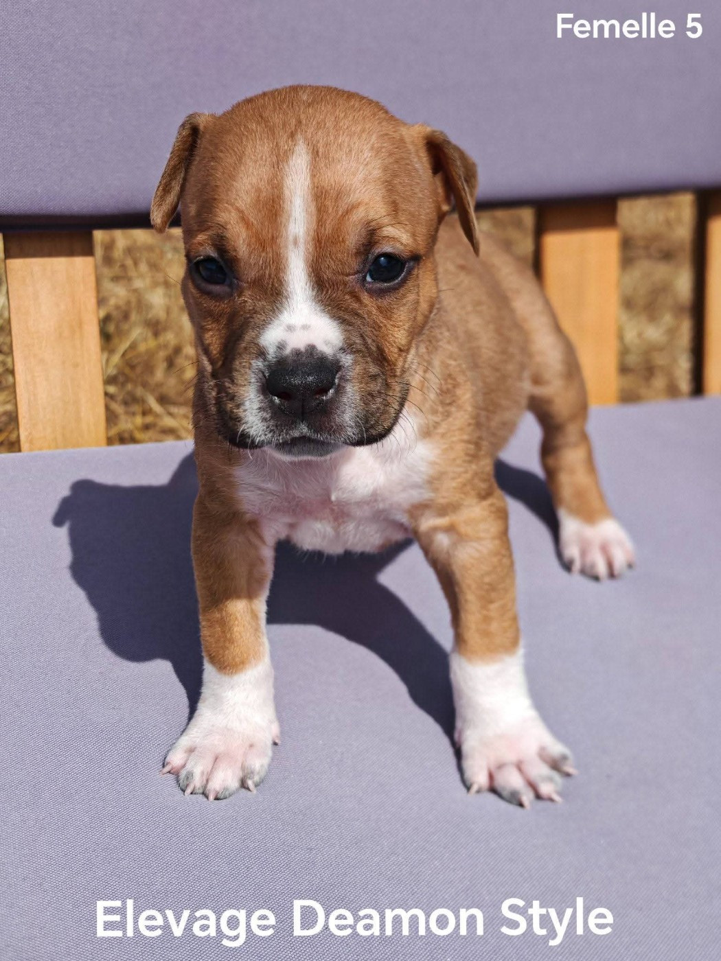 Deamon Style - Chiots disponibles - American Staffordshire Terrier