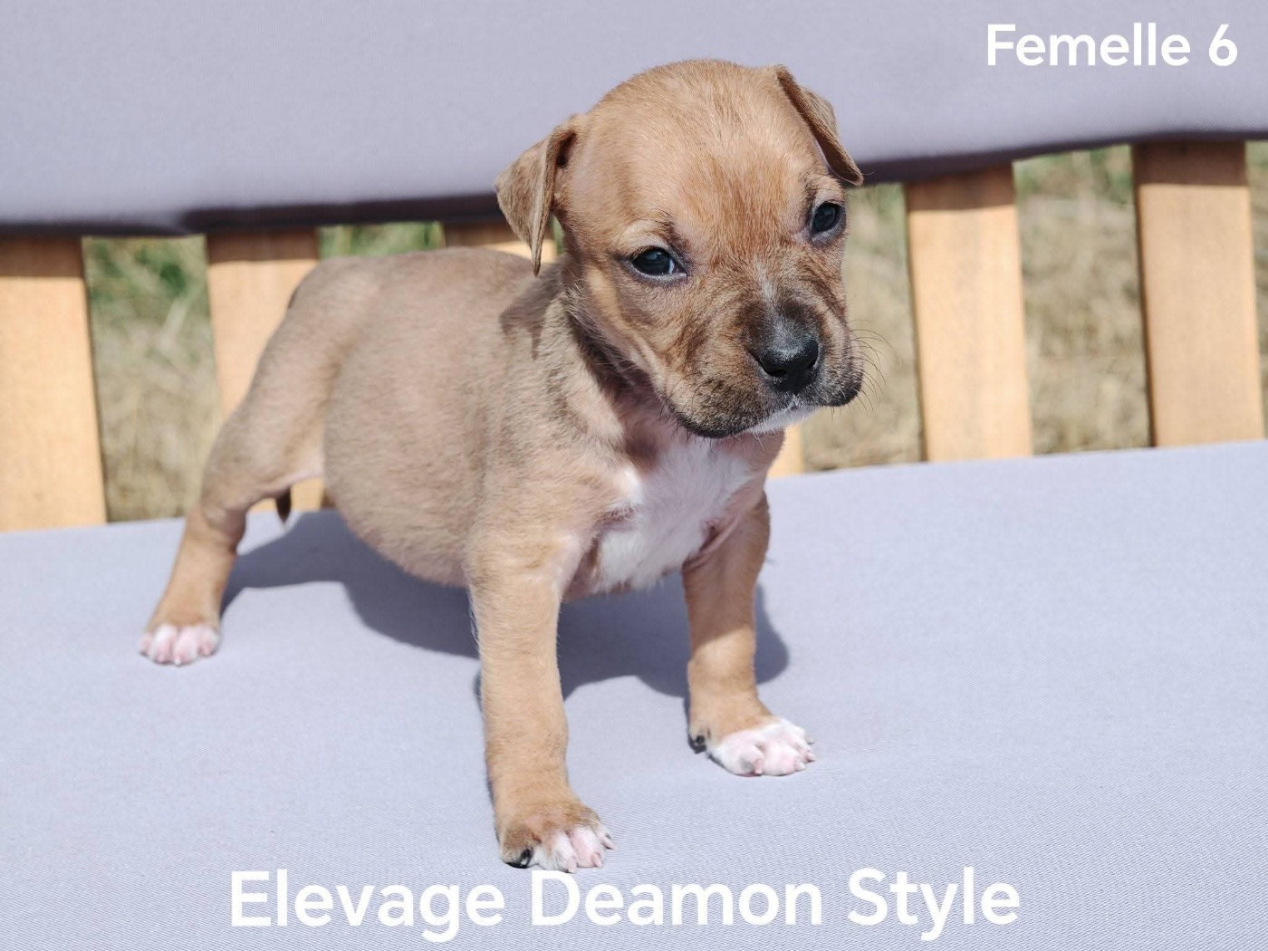 Deamon Style - Chiots disponibles - American Staffordshire Terrier