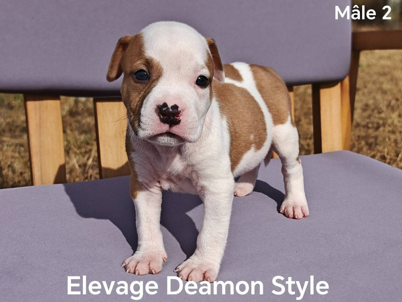 Deamon Style - Chiots disponibles - American Staffordshire Terrier