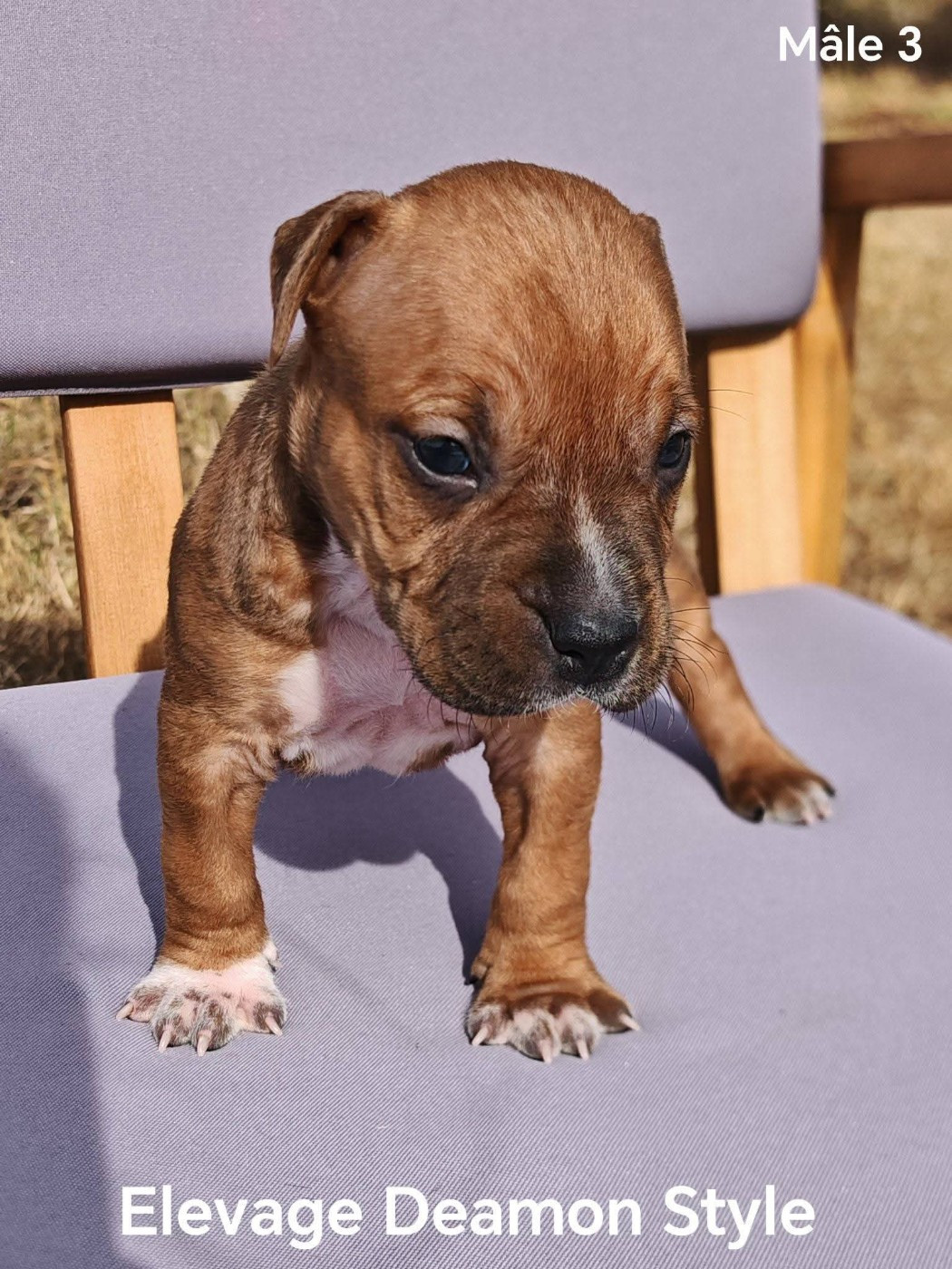 Deamon Style - Chiots disponibles - American Staffordshire Terrier