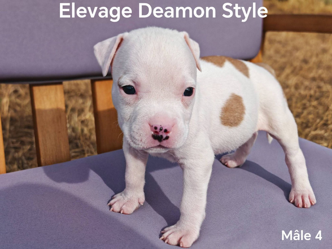 Deamon Style - Chiots disponibles - American Staffordshire Terrier