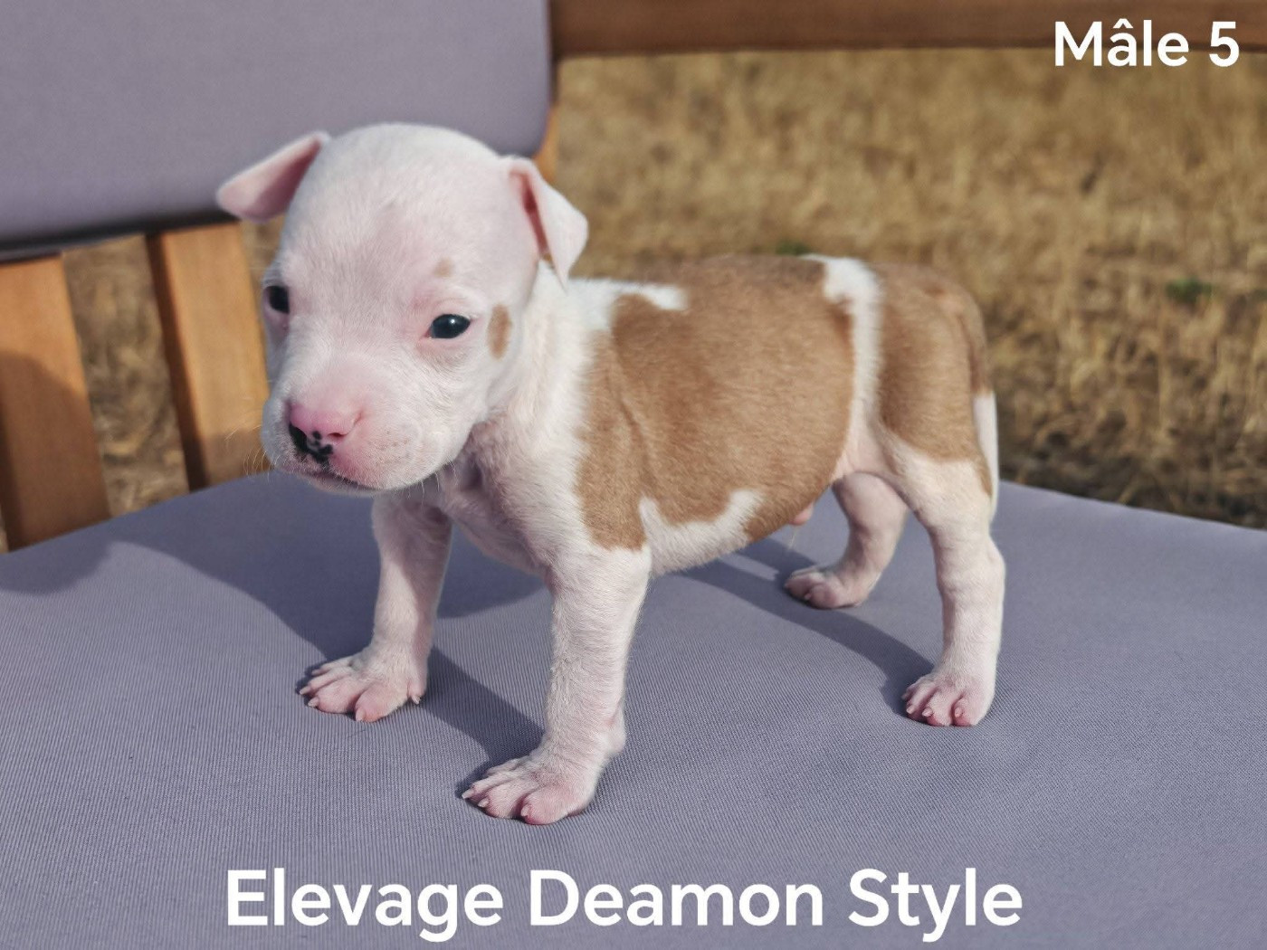 Deamon Style - Chiots disponibles - American Staffordshire Terrier