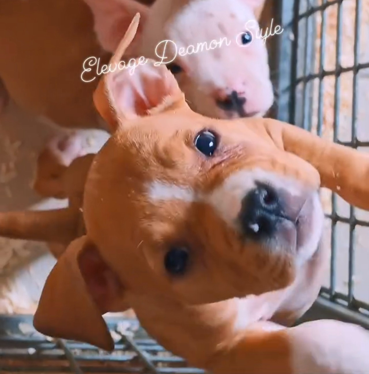 Deamon Style - Chiots disponibles - American Staffordshire Terrier