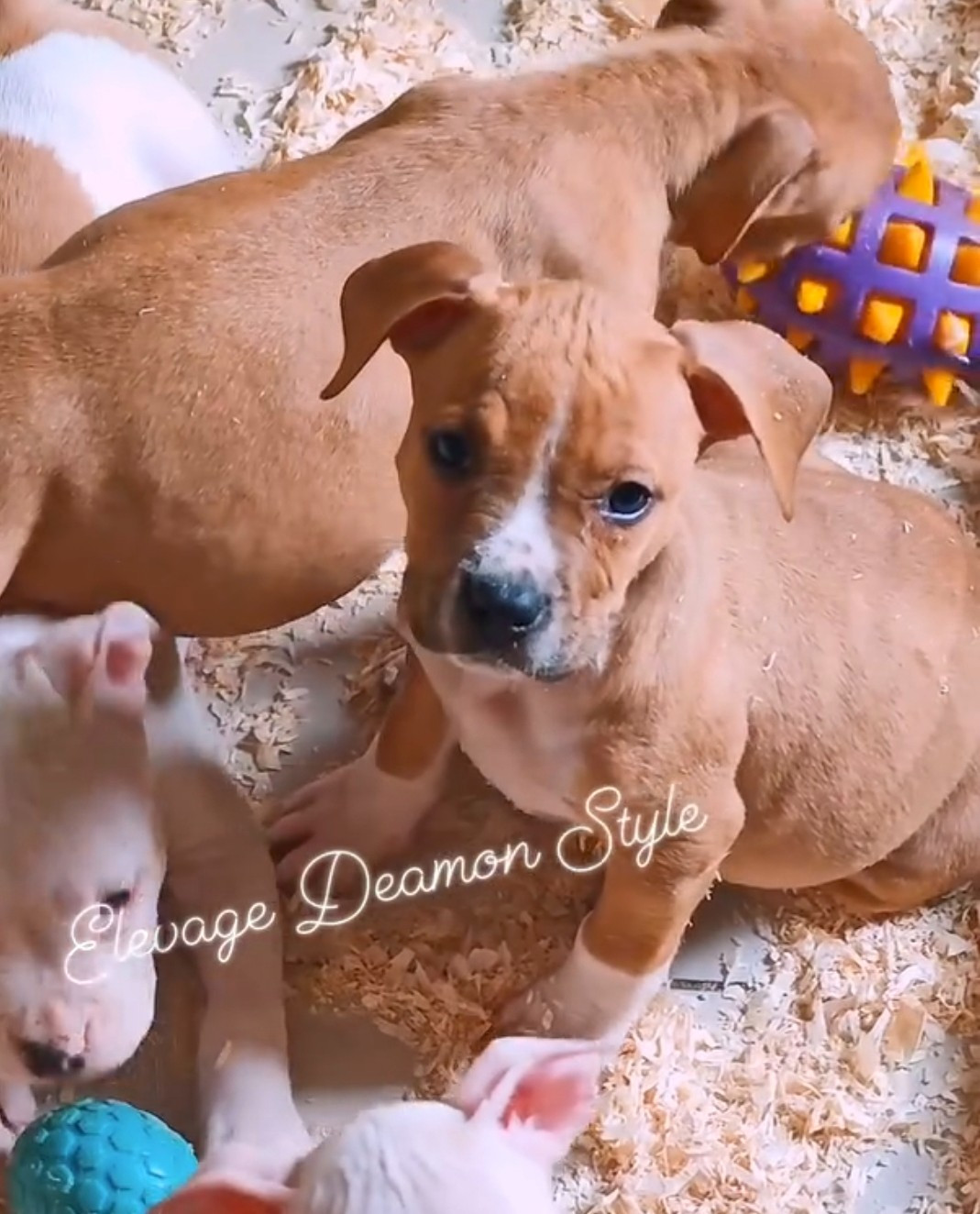 Deamon Style - Chiots disponibles - American Staffordshire Terrier