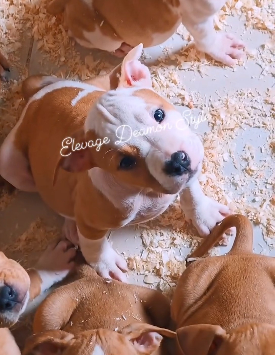 Deamon Style - Chiots disponibles - American Staffordshire Terrier