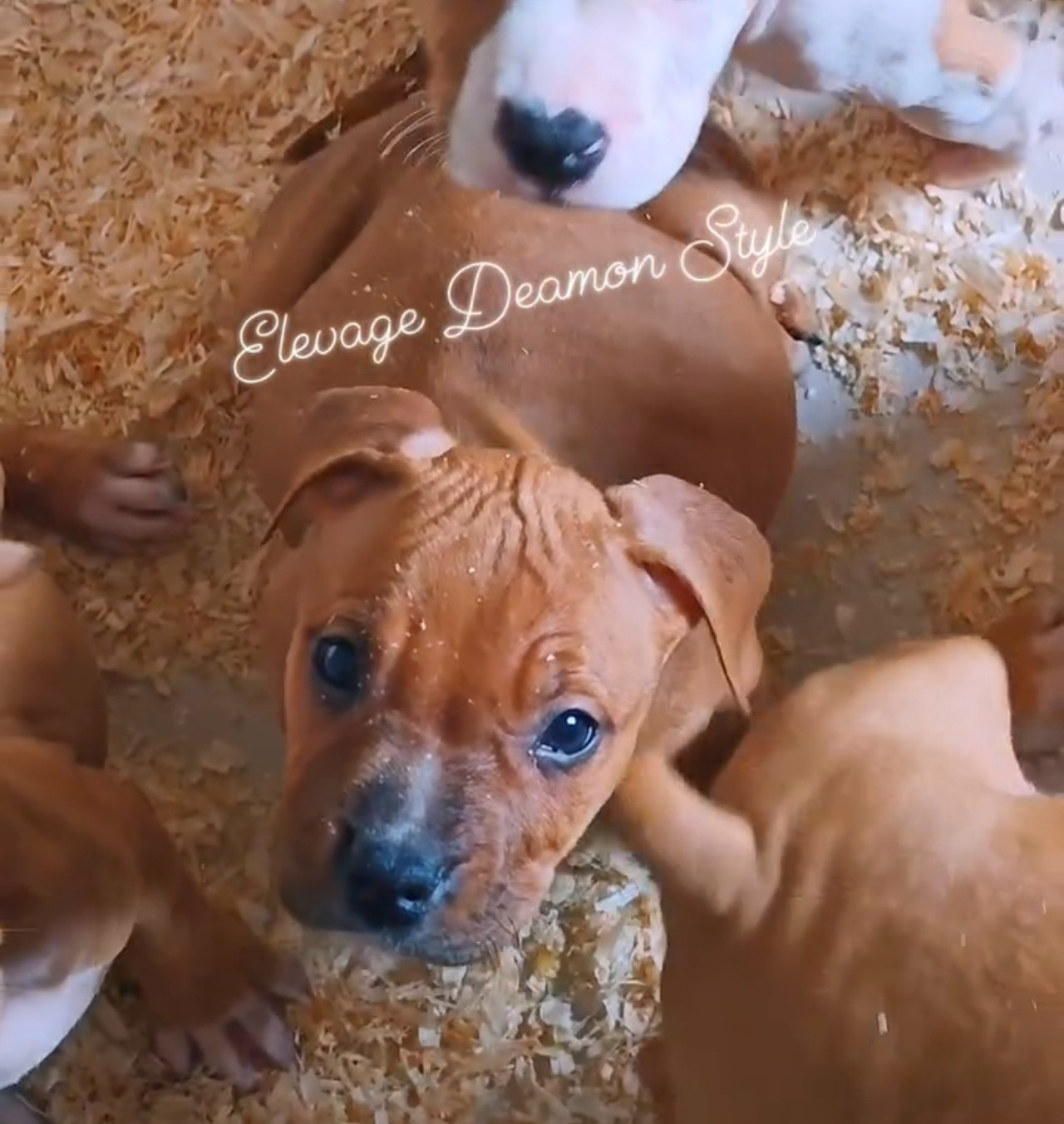 Deamon Style - Chiots disponibles - American Staffordshire Terrier