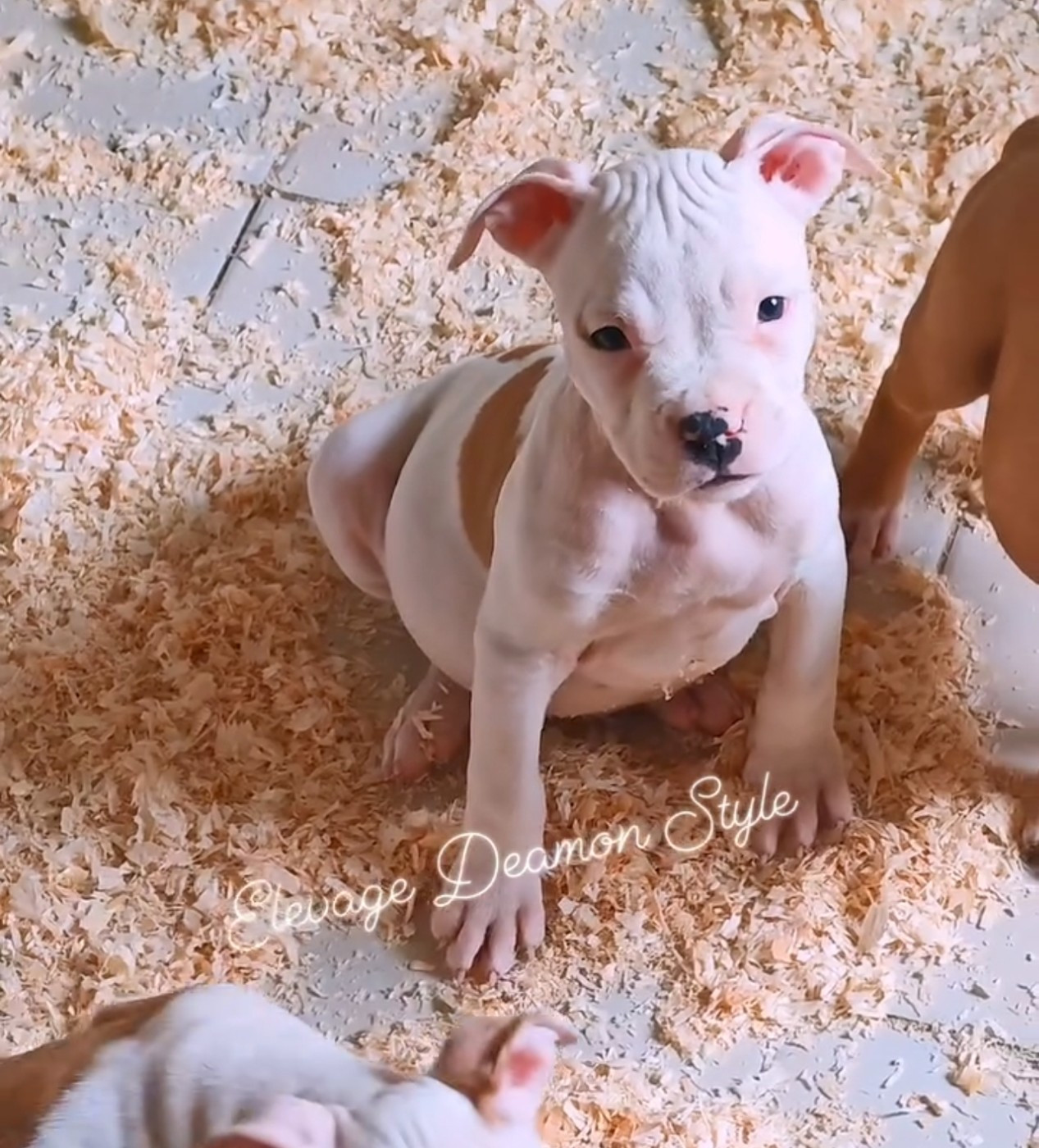 Deamon Style - Chiots disponibles - American Staffordshire Terrier