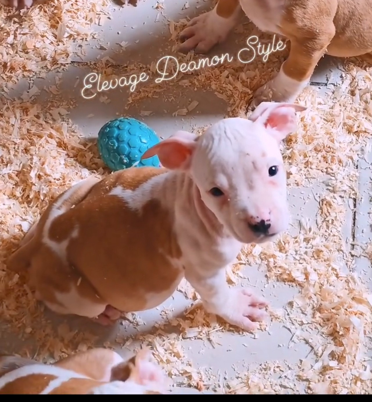 Deamon Style - Chiots disponibles - American Staffordshire Terrier