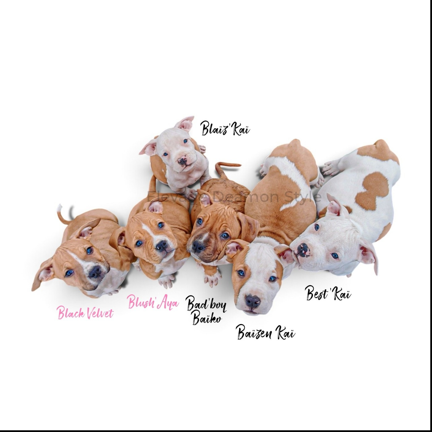 Deamon Style - Chiots disponibles - American Staffordshire Terrier