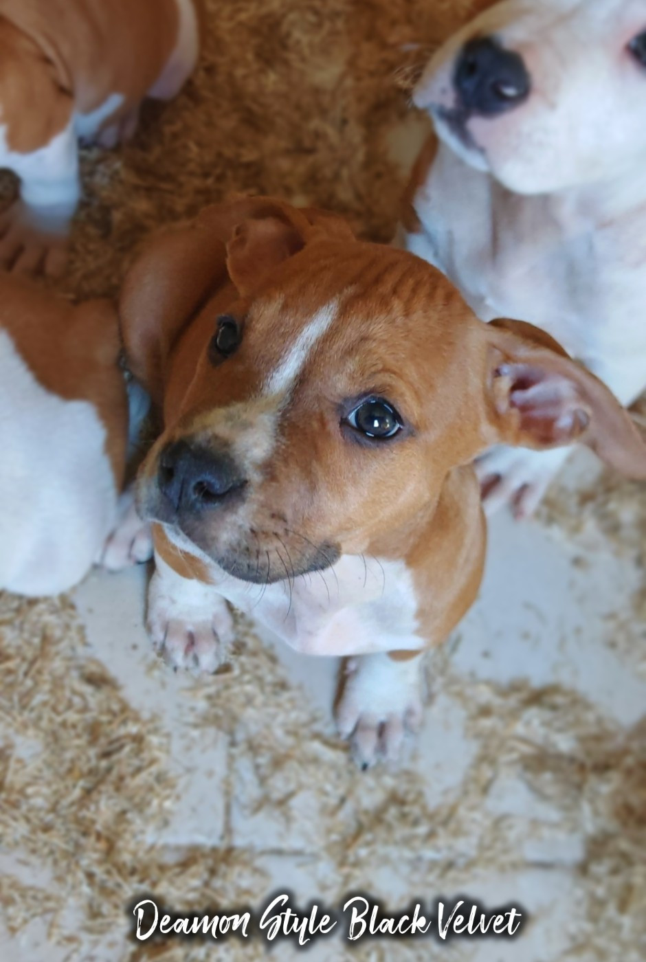 Deamon Style - Chiots disponibles - American Staffordshire Terrier