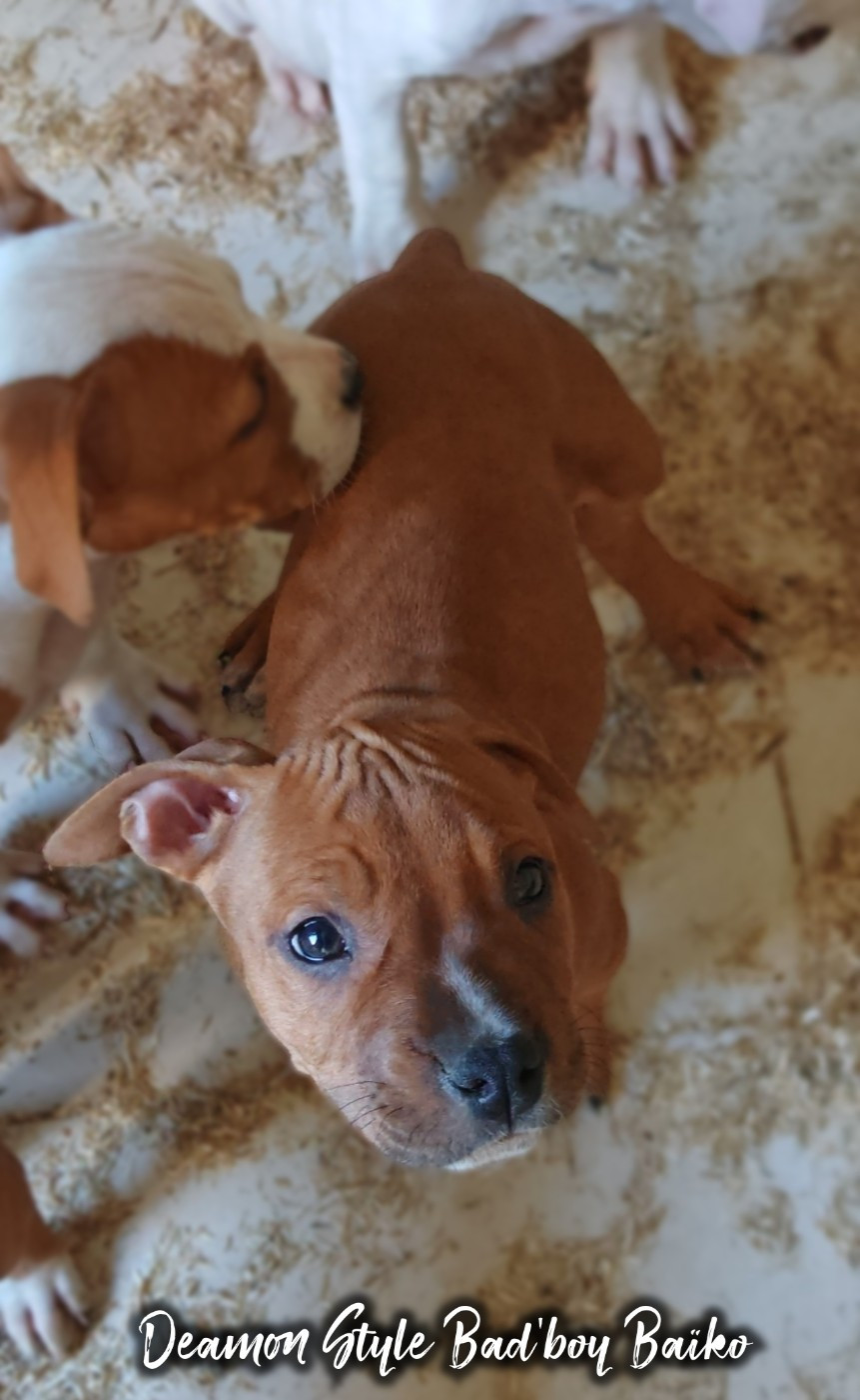 Deamon Style - Chiots disponibles - American Staffordshire Terrier