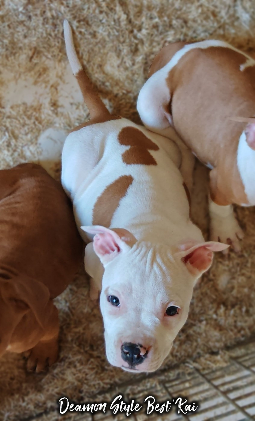 Deamon Style - Chiots disponibles - American Staffordshire Terrier