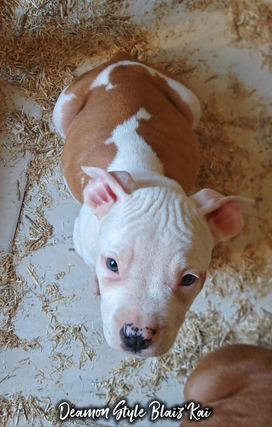 Deamon Style - Chiots disponibles - American Staffordshire Terrier