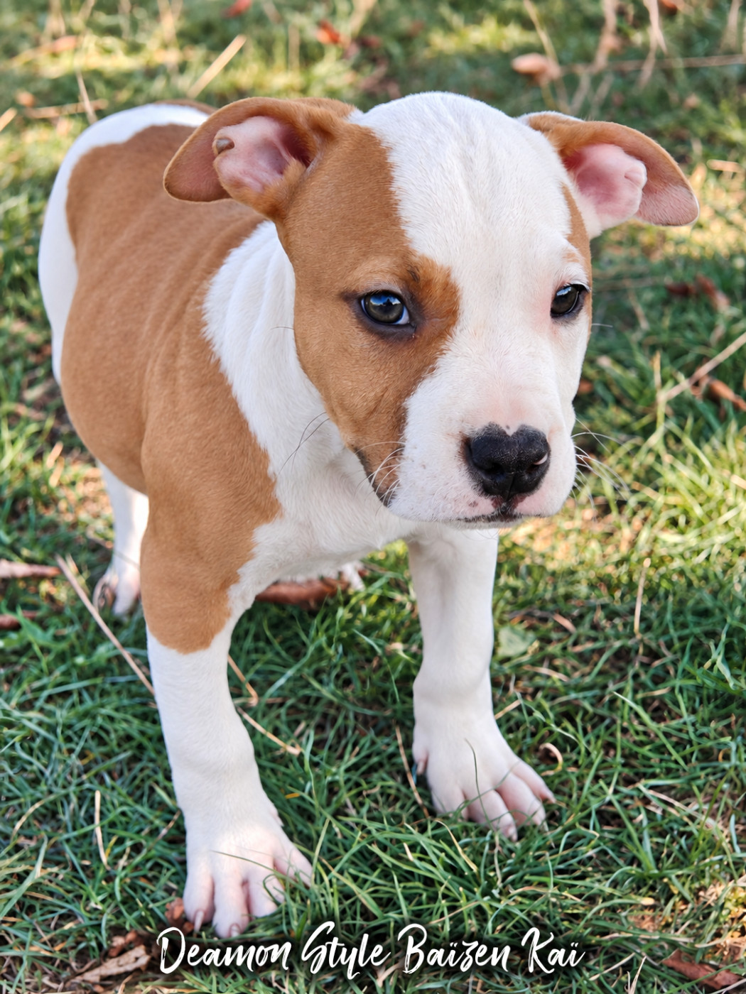 Deamon Style - Chiots disponibles - American Staffordshire Terrier