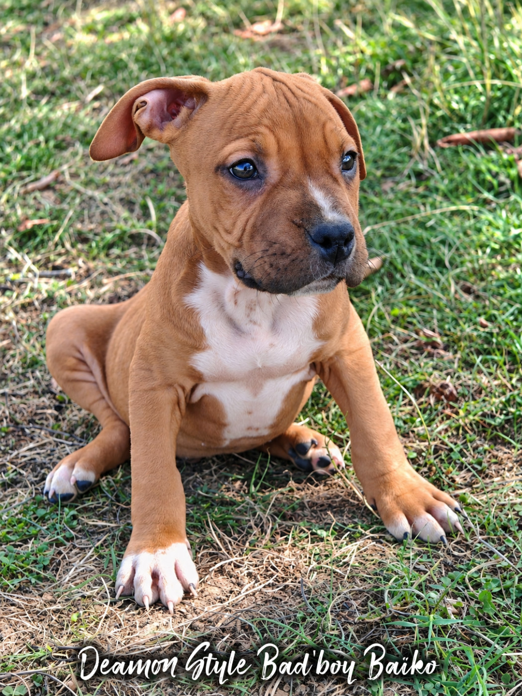 Deamon Style - Chiots disponibles - American Staffordshire Terrier