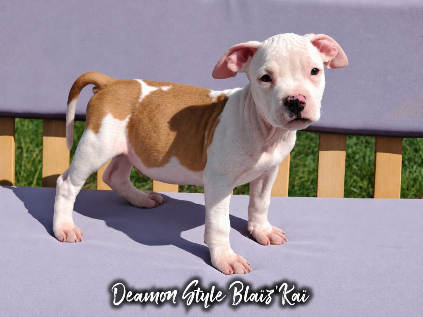 Deamon Style - Chiots disponibles - American Staffordshire Terrier