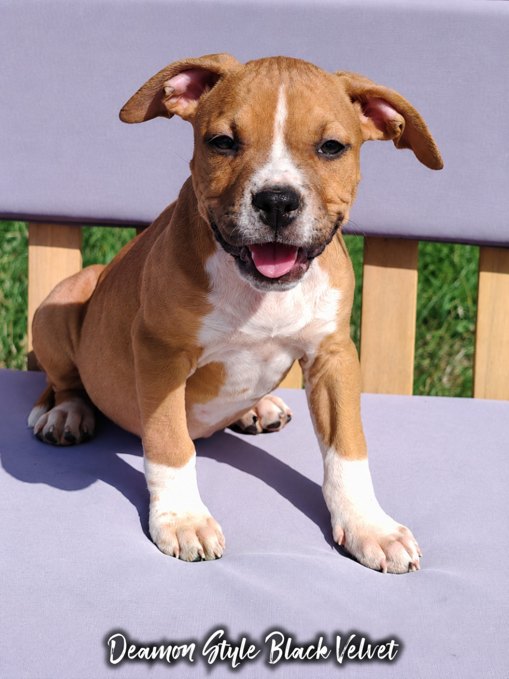 Deamon Style - Chiots disponibles - American Staffordshire Terrier