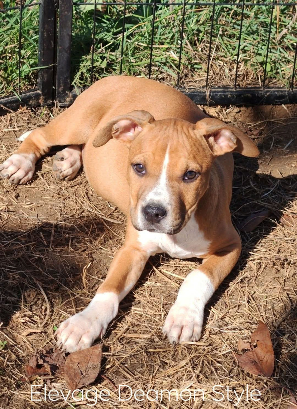 Deamon Style - Chiots disponibles - American Staffordshire Terrier