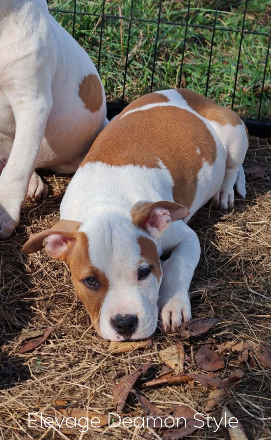 Deamon Style - Chiots disponibles - American Staffordshire Terrier