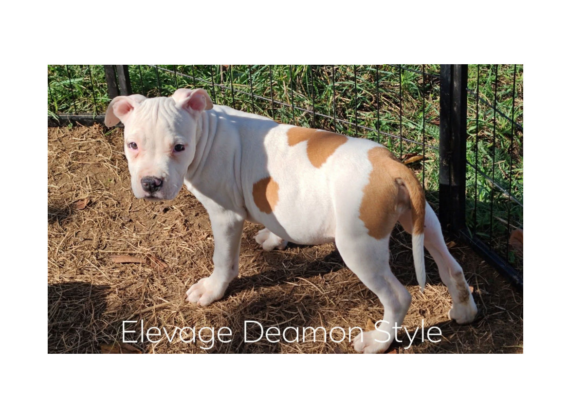 Deamon Style - Chiots disponibles - American Staffordshire Terrier