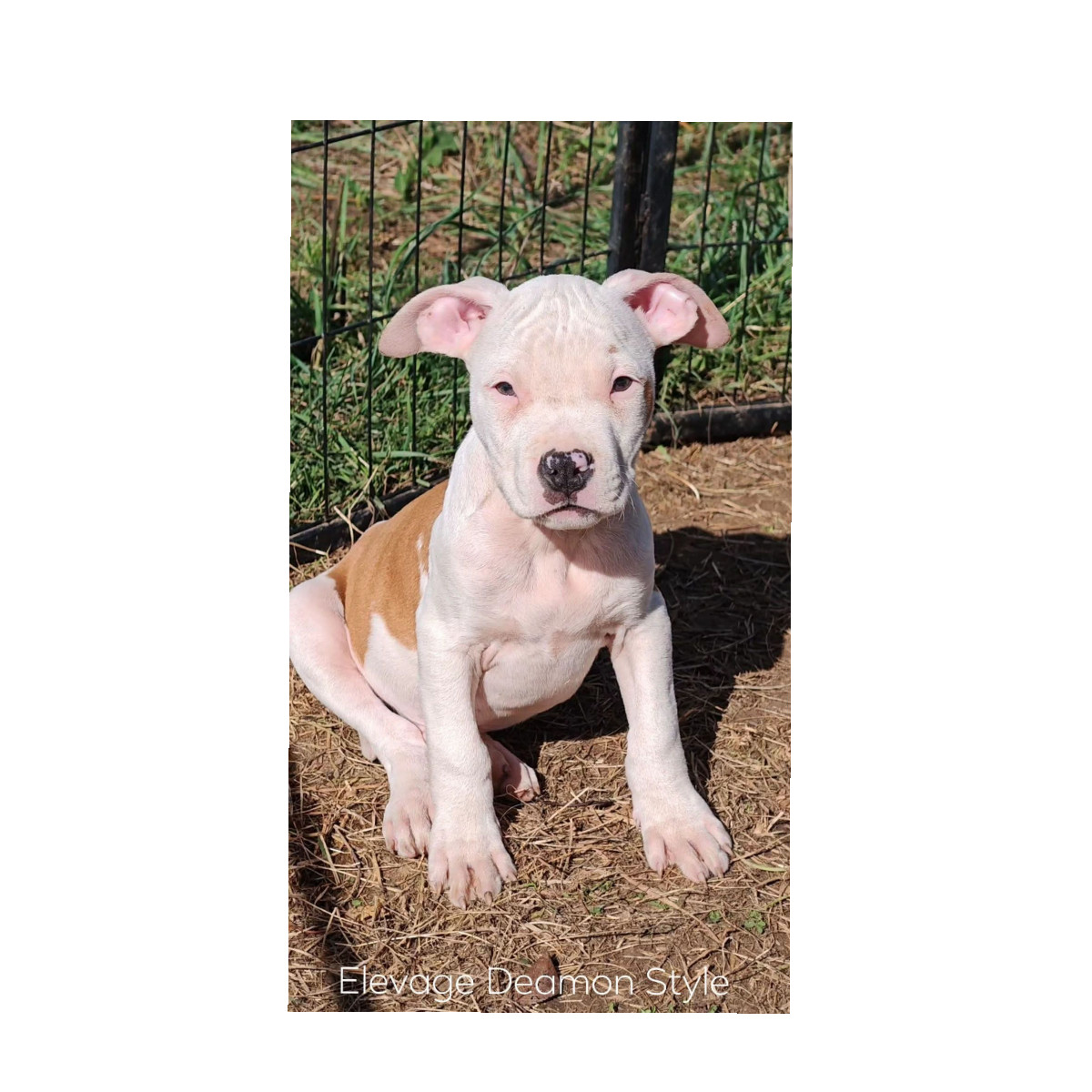 Deamon Style - Chiots disponibles - American Staffordshire Terrier