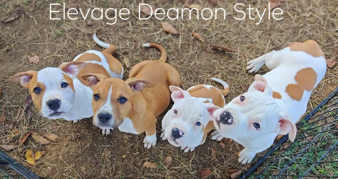 Deamon Style - American Staffordshire Terrier - Portée née le 02/07/2026