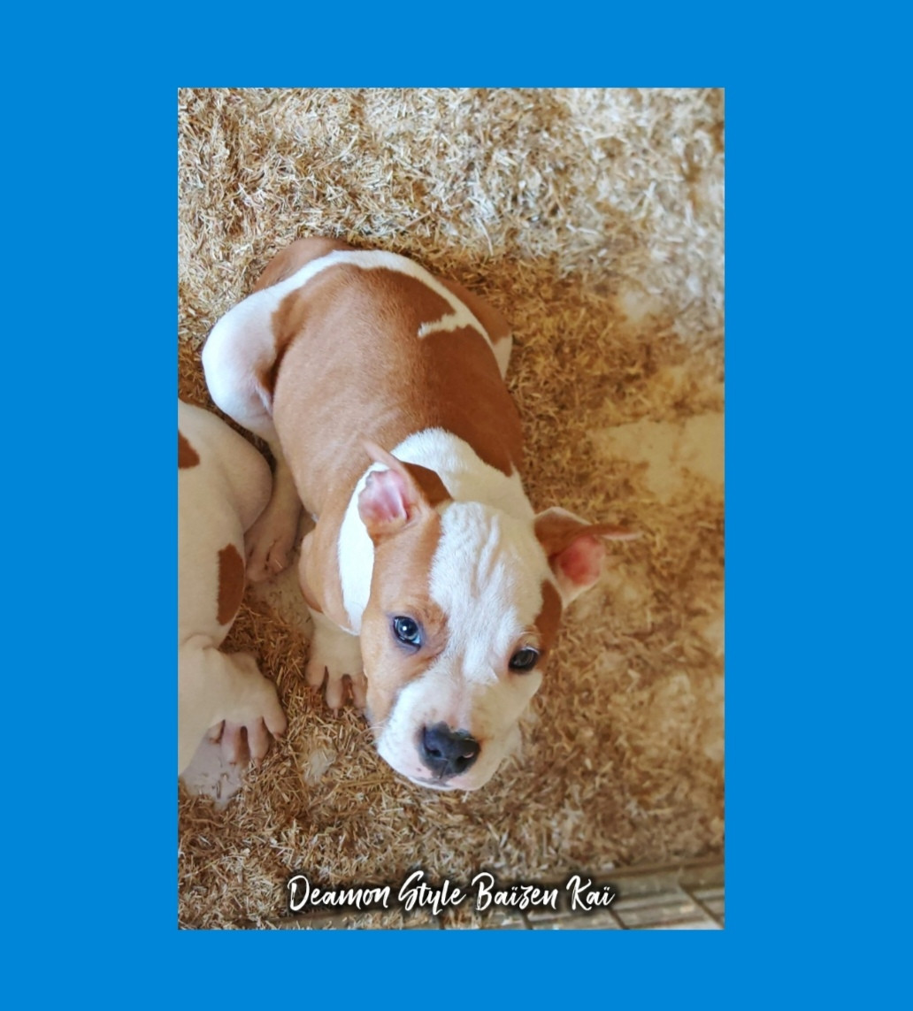 Deamon Style - Chiots disponibles - American Staffordshire Terrier