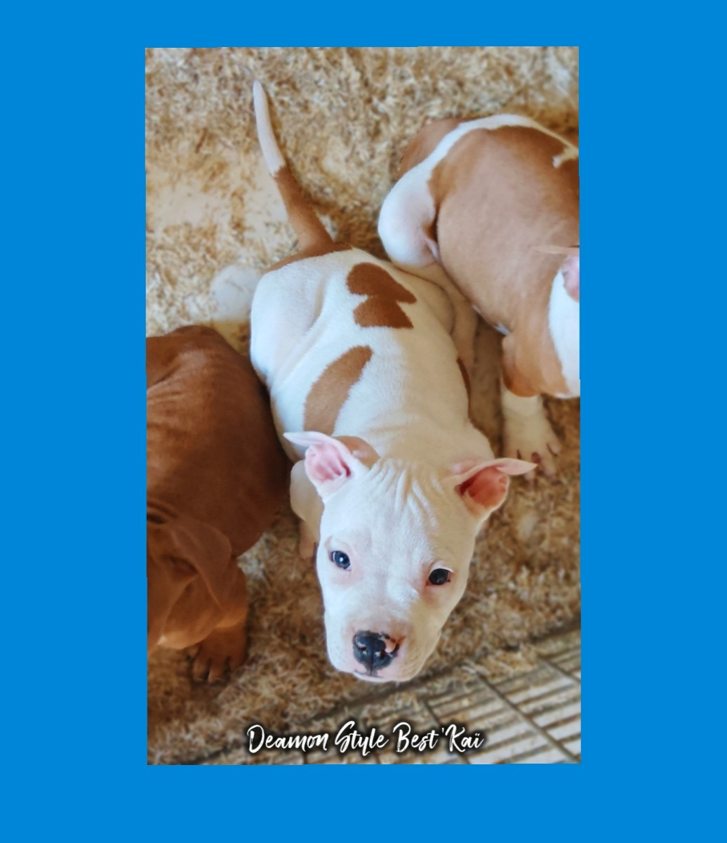 Deamon Style - Chiots disponibles - American Staffordshire Terrier