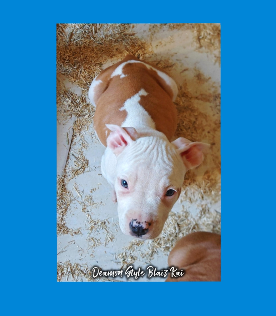Deamon Style - Chiots disponibles - American Staffordshire Terrier