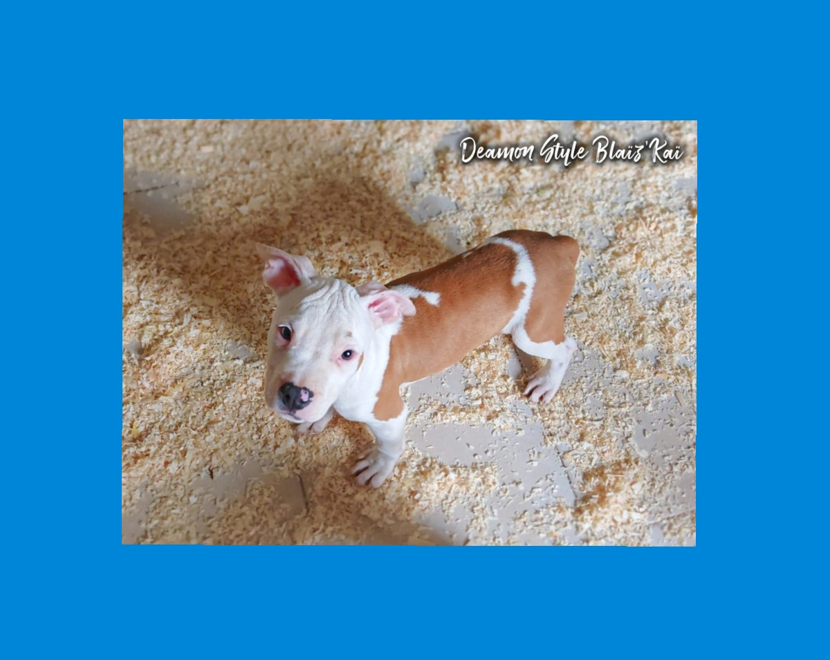 Deamon Style - Chiots disponibles - American Staffordshire Terrier