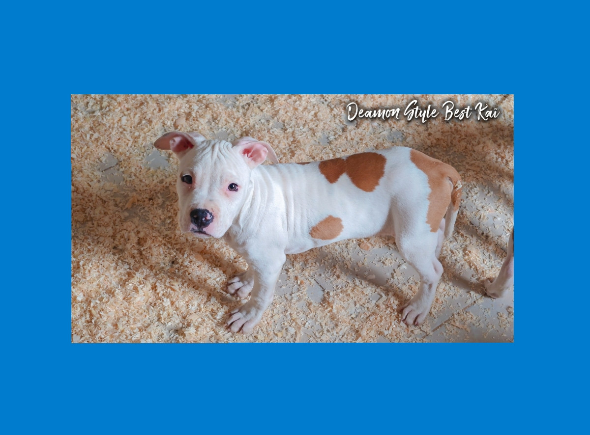 Deamon Style - Chiots disponibles - American Staffordshire Terrier