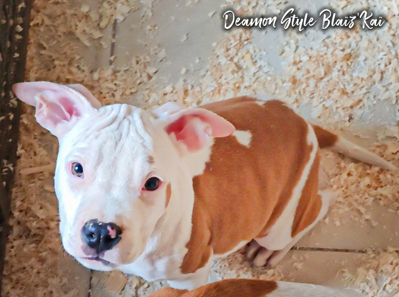Deamon Style - Chiots disponibles - American Staffordshire Terrier