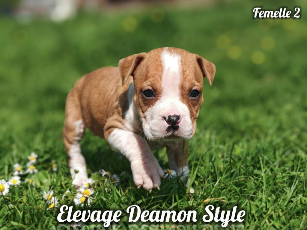 Deamon Style - Chiots disponibles - American Staffordshire Terrier