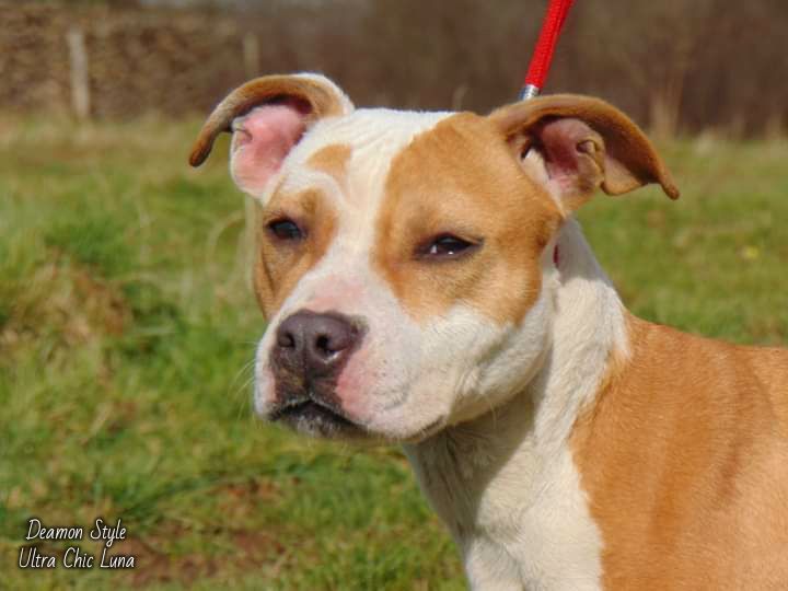 Chiot American Staffordshire Terrier Deamon Style