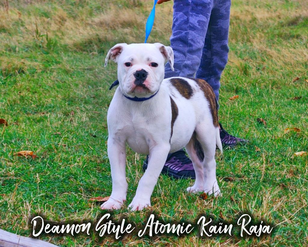 Deamon Style - Chiots disponibles - Bulldog continental