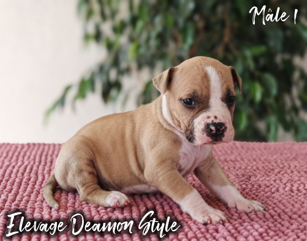 Deamon Style - Chiots disponibles - American Staffordshire Terrier