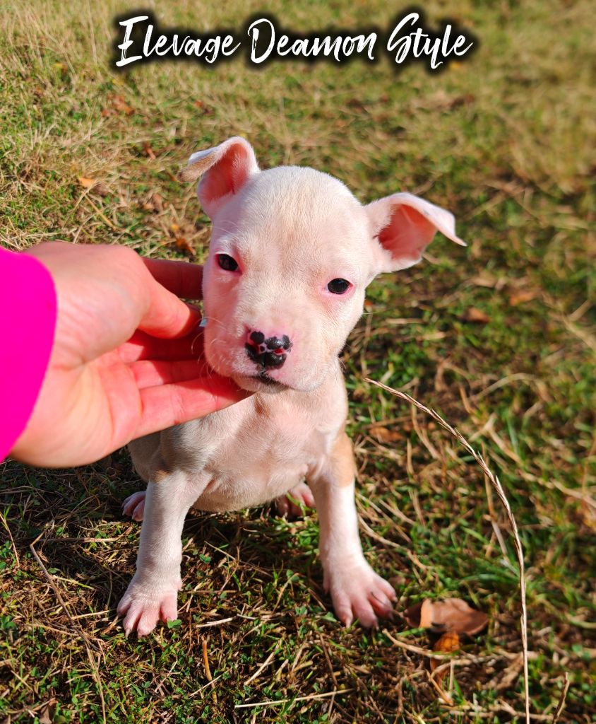 Deamon Style - Chiots disponibles - American Staffordshire Terrier