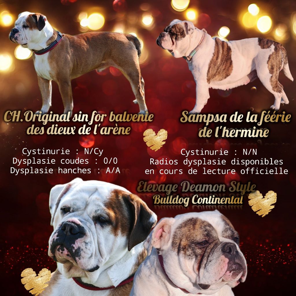 Chiot Bulldog continental Deamon Style