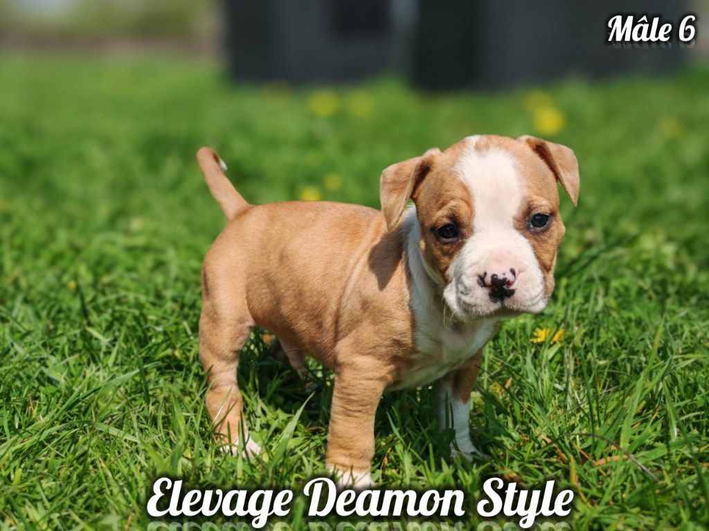 Deamon Style - Chiots disponibles - American Staffordshire Terrier