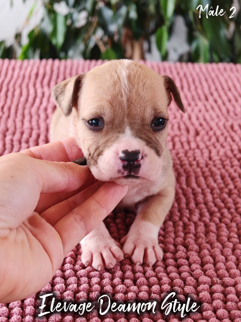 Deamon Style - Chiots disponibles - American Staffordshire Terrier