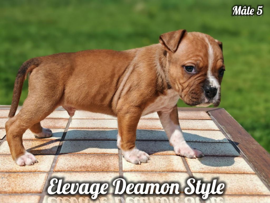 Deamon Style - Chiots disponibles - American Staffordshire Terrier