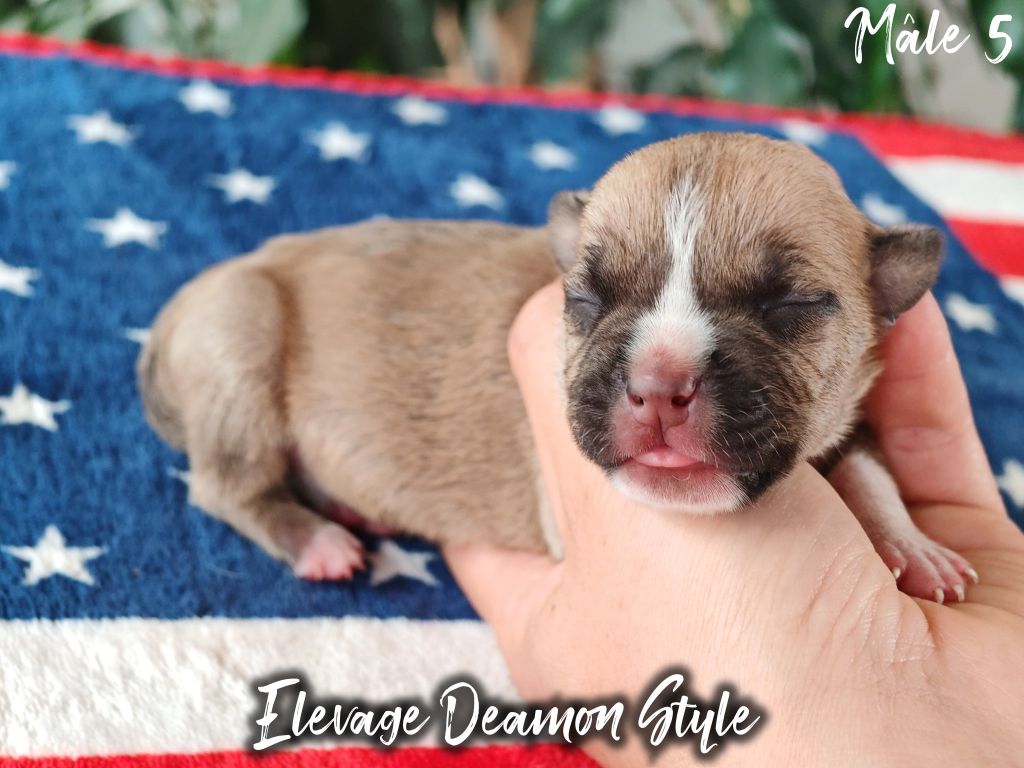 Deamon Style - Chiots disponibles - American Staffordshire Terrier