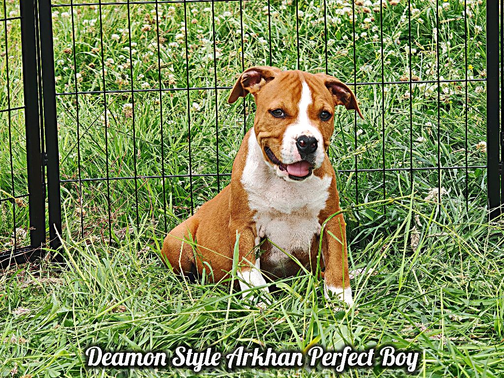 Deamon Style - Chiots disponibles - American Staffordshire Terrier