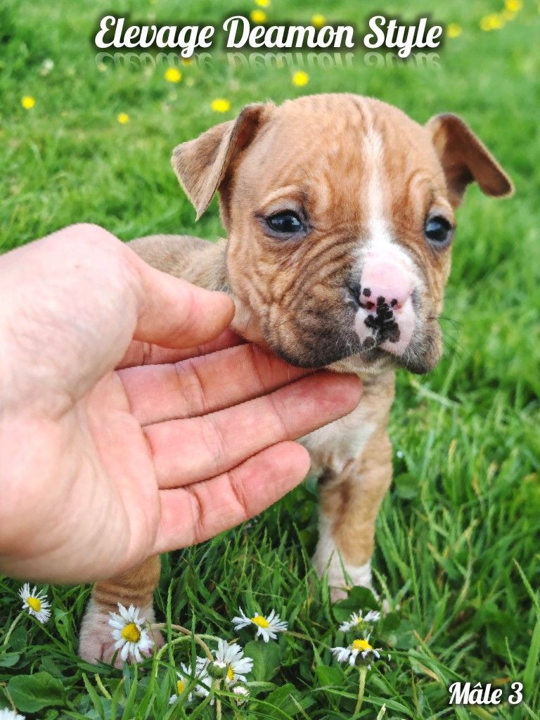 Deamon Style - Chiots disponibles - American Staffordshire Terrier